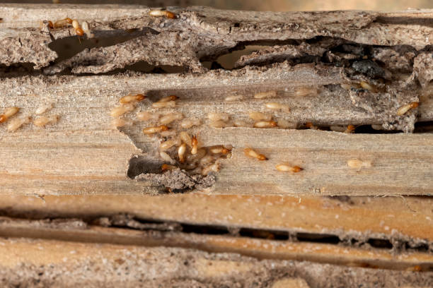 Best Wasp Removal Services  in Pearson, GA