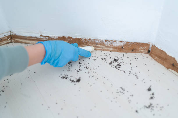 Pest Prevention Services in Pearson, GA